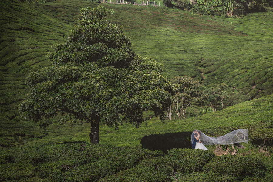 pre-wedding-at-cameron-highlands-7239